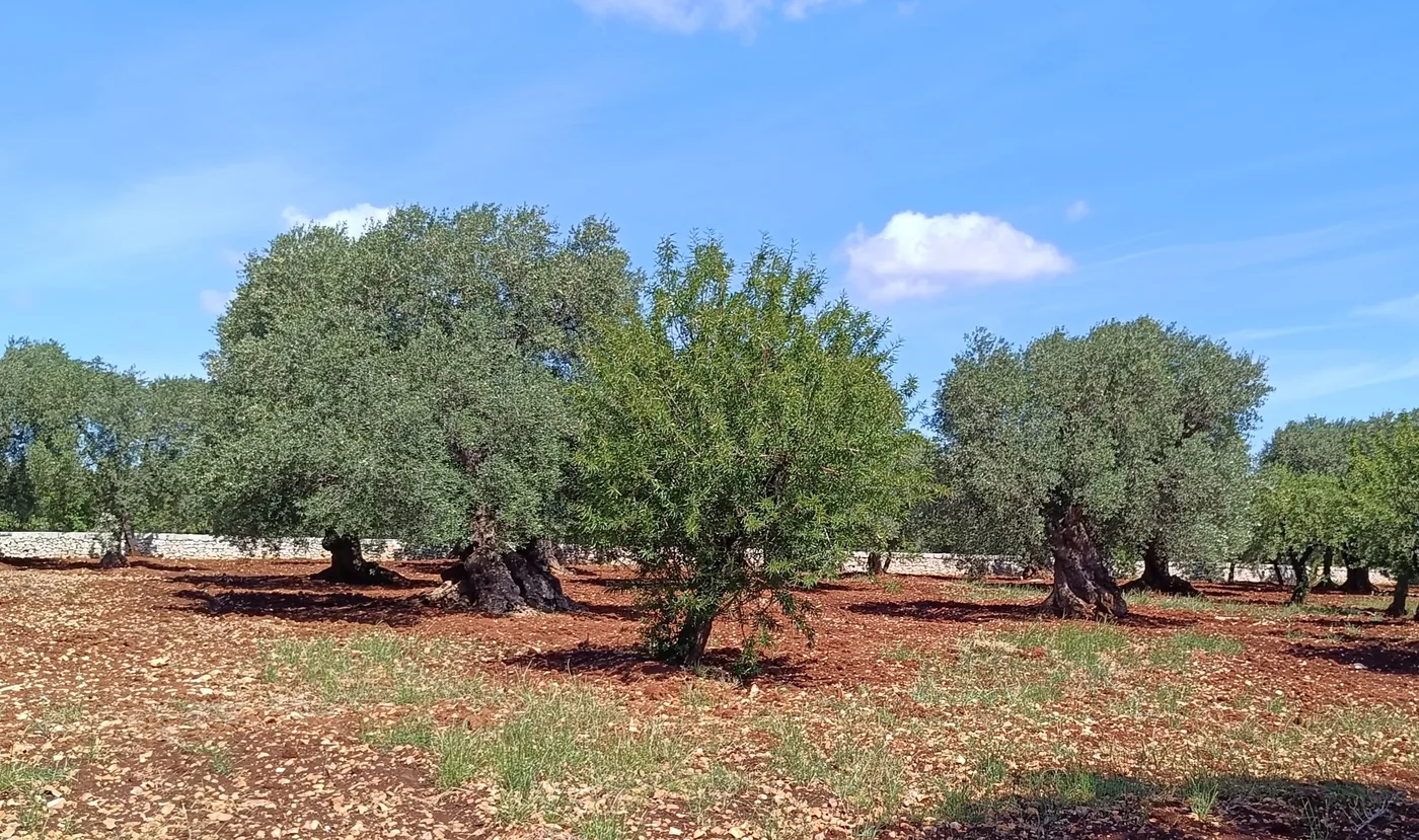 Jahrhundertealter Olivenhain in der Landschaft Apuliens