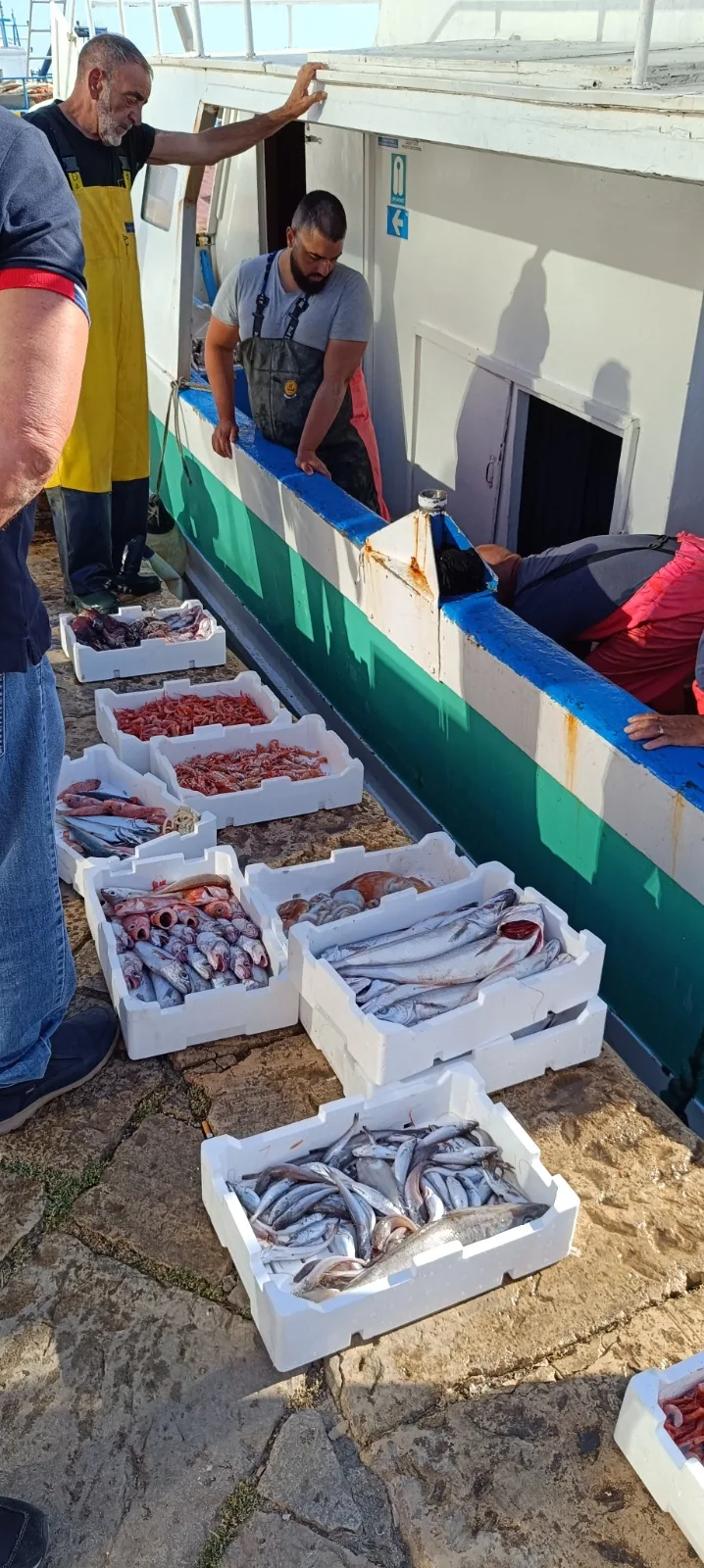 Retour de pêche et poisson frais sur le port de Gallipoli